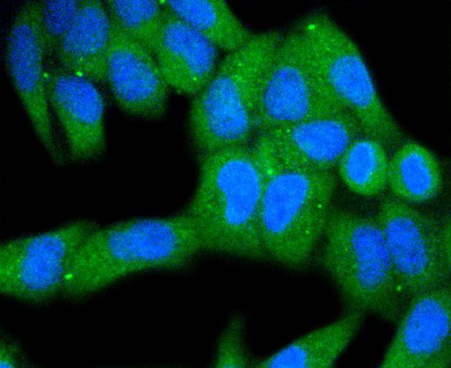 ICC staining of MKLP1 in Hela cells (green). Formalin fixed cells were permeabilized with 0.1% Triton X-100 in TBS for 10 minutes at room temperature and blocked with 1% Blocker BSA for 15 minutes at room temperature. Cells were probed with the primary antibody (ET1607-63, 1/50) for 1 hour at room temperature, washed with PBS. Alexa Fluor®488 Goat anti-Rabbit IgG was used as the secondary antibody at 1/1,000 dilution. The nuclear counter stain is DAPI (blue).