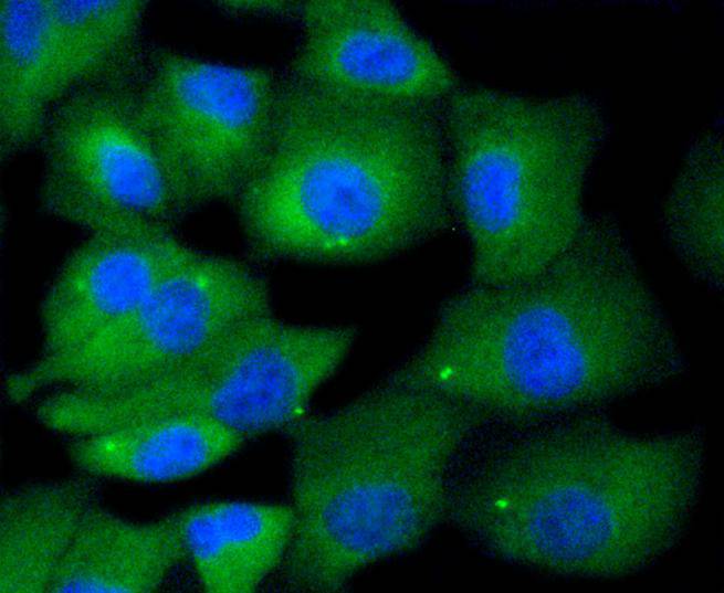 ICC staining of MKLP1 in A549 cells (green). Formalin fixed cells were permeabilized with 0.1% Triton X-100 in TBS for 10 minutes at room temperature and blocked with 1% Blocker BSA for 15 minutes at room temperature. Cells were probed with the primary antibody (ET1607-63, 1/50) for 1 hour at room temperature, washed with PBS. Alexa Fluor®488 Goat anti-Rabbit IgG was used as the secondary antibody at 1/1,000 dilution. The nuclear counter stain is DAPI (blue).