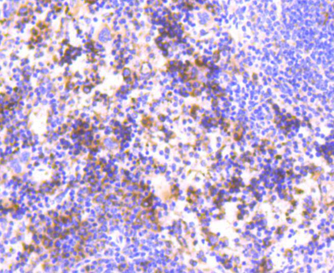 Immunohistochemical analysis of paraffin-embedded mouse spleen tissue using anti-HAPLN1 antibody. The section was pre-treated using heat mediated antigen retrieval with Tris-EDTA buffer (pH 8.0-8.4) for 20 minutes.The tissues were blocked in 5% BSA for 30 minutes at room temperature, washed with ddH2O and PBS, and then probed with the primary antibody (ET1607-7, 1/50) for 30 minutes at room temperature. The detection was performed using an HRP conjugated compact polymer system. DAB was used as the chromogen. Tissues were counterstained with hematoxylin and mounted with DPX.