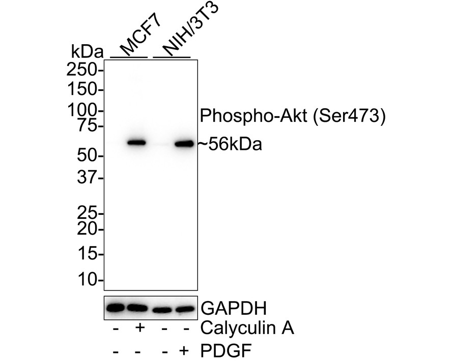 Western blot analysis of Phospho-AKT (S473) on different lysates with Rabbit anti-Phospho-AKT (S473) antibody (ET1607-73) at 1/1,000 dilution.<br />
<br />
Lane 1: MCF7 cell lysate<br />
Lane 2: MCF7 treated with 100nM Calyculin A for 30 minutes cell lysate<br />
Lane 3: NIH/3T3 cell lysate<br />
Lane 4: NIH/3T3 treated with 100ng/mL PDGF for 1 hour cell lysate<br />
<br />
Lysates/proteins at 20 µg/Lane.<br />
<br />
Predicted band size: 56 kDa<br />
Observed band size: 56 kDa<br />
<br />
Exposure time: 53 seconds; ECL: K1801;<br />
4-20% SDS-PAGE gel.<br />
<br />
Proteins were transferred to a PVDF membrane and blocked with 5% NFDM/TBST for 1 hour at room temperature. The primary antibody (ET1607-73) at 1/1,000 dilution was used in 5% NFDM/TBST at 4℃ overnight. Goat Anti-Rabbit IgG - HRP Secondary Antibody (HA1001) at 1:50,000 dilution was used for 1 hour at room temperature.