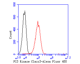 Flow cytometric analysis of PI 3 Kinase Class 3 was done on A549 cells. The cells were fixed, permeabilized and stained with the primary antibody (ET1607-74, 1/50) (red). After incubation of the primary antibody at room temperature for an hour, the cells were stained with a Alexa Fluor 488-conjugated Goat anti-Rabbit IgG Secondary antibody at 1/1,000 dilution for 30 minutes.Unlabelled sample was used as a control (cells without incubation with primary antibody; black).