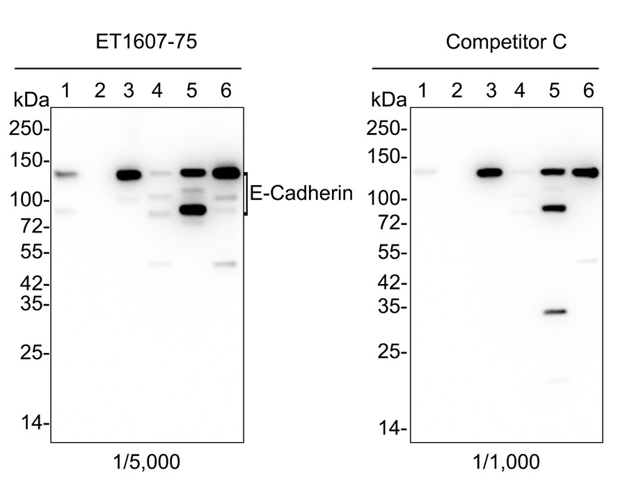 All lanes: Western blot analysis of E-Cadherin with anti-E-Cadherin antibody (ET1607-75) at 1:500 dilution.<br />
Lane 1: Wild-type A431 whole cell lysate (10 µg).<br />
Lane 2/3: E-Cadherin knockdown A431 whole cell lysate (10 µg).<br />
<br />
ET1607-75 was shown to specifically react with E-Cadherin in wild-type A431 cells. Weakened bands were observed when E-Cadherin knockdown samples were tested. Wild-type and E-Cadherin knockdown samples were subjected to SDS-PAGE. Proteins were transferred to a PVDF membrane and blocked with 5% NFDM in TBST for 1 hour at room temperature. The primary antibody (ET1607-75, 1/500) was used in 5% BSA at room temperature for 2 hours. Goat Anti-Rabbit IgG-HRP Secondary Antibody (HA1001) at 1:300,000 dilution was used for 1 hour at room temperature.