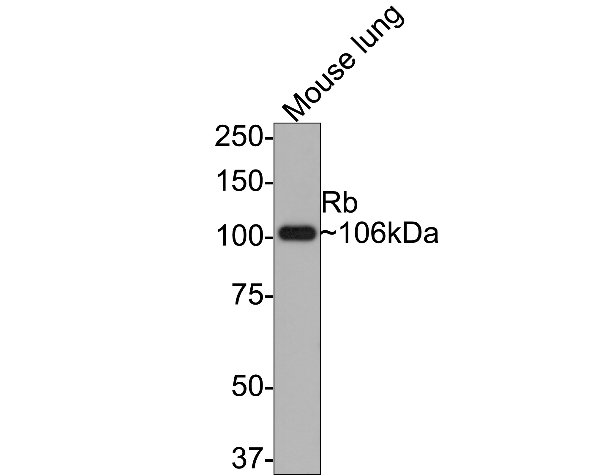 Western blot analysis of Rb on mouse lung tissue lysates with Rabbit anti-Rb antibody (ET1607-9) at 1/500 dilution.<br />
<br />
Lysates/proteins at 10 µg/Lane.<br />
<br />
Predicted band size: 106 kDa<br />
Observed band size: 106 kDa<br />
<br />
Exposure time: 2 minutes;<br />
<br />
8% SDS-PAGE gel.<br />
<br />
Proteins were transferred to a PVDF membrane and blocked with 5% NFDM/TBST for 1 hour at room temperature. The primary antibody (ET1607-9) at 1/500 dilution was used in 5% NFDM/TBST at room temperature for 2 hours. Goat Anti-Rabbit IgG - HRP Secondary Antibody (HA1001) at 1:300,000 dilution was used for 1 hour at room temperature.