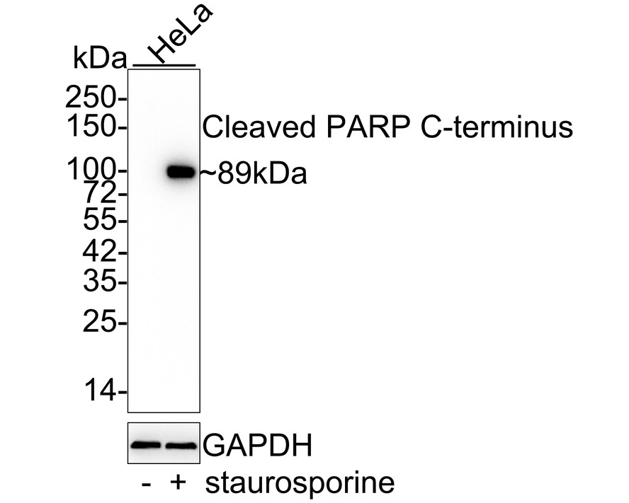 Western blot analysis of Cleaved PARP on different lysates with Rabbit anti-Cleaved PARP antibody (ET1608-10) at 1/2,000 dilution.<br />
<br />
Lane 1: HeLa whole cell lysate<br />
Lane 2: HeLa treated with 1μM staurosporine for 3 hours whole cell lysate<br />
<br />
Lysates/proteins at 20 µg/Lane.<br />
<br />
Predicted band size: 89 kDa<br />
Observed band size: 89 kDa<br />
<br />
Exposure time: 1 minute 9 seconds;<br />
<br />
4-20% SDS-PAGE gel.<br />
<br />
Proteins were transferred to a PVDF membrane and blocked with 5% NFDM/TBST for 1 hour at room temperature. The primary antibody (ET1608-10) at 1/2,000 dilution was used in 5% NFDM/TBST at 4℃ overnight. Goat Anti-Rabbit IgG - HRP Secondary Antibody (HA1001) at 1:50,000 dilution was used for 1 hour at room temperature.