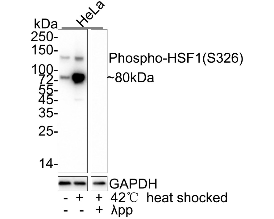 Western blot analysis of Phospho-HSF1(S326) on different lysates. Proteins were transferred to a PVDF membrane and blocked with 5% BSA in PBS for 1 hour at room temperature. The primary antibody (ET1608-11, 1/500) was used in 5% BSA at room temperature for 2 hours. Goat Anti-Rabbit IgG - HRP Secondary Antibody (HA1001) at 1:5,000 dilution was used for 1 hour at room temperature.<br />
Positive control: <br />
Lane 1: Hela cell lysate<br />
Lane 2: BT-20 cell lysate<br />
Lane 3: MCF-7 cell lysate