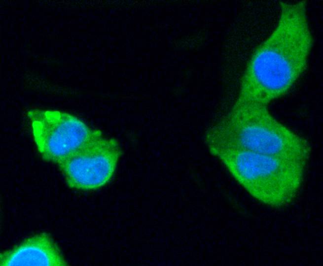 ICC staining of PKC alpha in Hela cells (green). Formalin fixed cells were permeabilized with 0.1% Triton X-100 in TBS for 10 minutes at room temperature and blocked with 10% negative goat serum for 15 minutes at room temperature. Cells were probed with the primary antibody (ET1608-15, 1/50) for 1 hour at room temperature, washed with PBS. Alexa Fluor®488 conjugate-Goat anti-Rabbit IgG was used as the secondary antibody at 1/1,000 dilution. The nuclear counter stain is DAPI (blue).