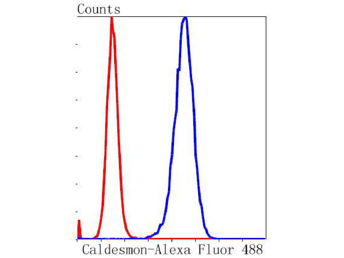 Flow cytometric analysis of Caldesmon was done on NIH/3T3 cells. The cells were fixed, permeabilized and stained with the primary antibody (ET1608-16, 1/50) (blue). After incubation of the primary antibody at room temperature for an hour, the cells were stained with a Alexa Fluor®488 conjugate-Goat anti-Rabbit IgG Secondary antibody at 1/1,000 dilution for 30 minutes.Unlabelled sample was used as a control (cells without incubation with primary antibody; red).