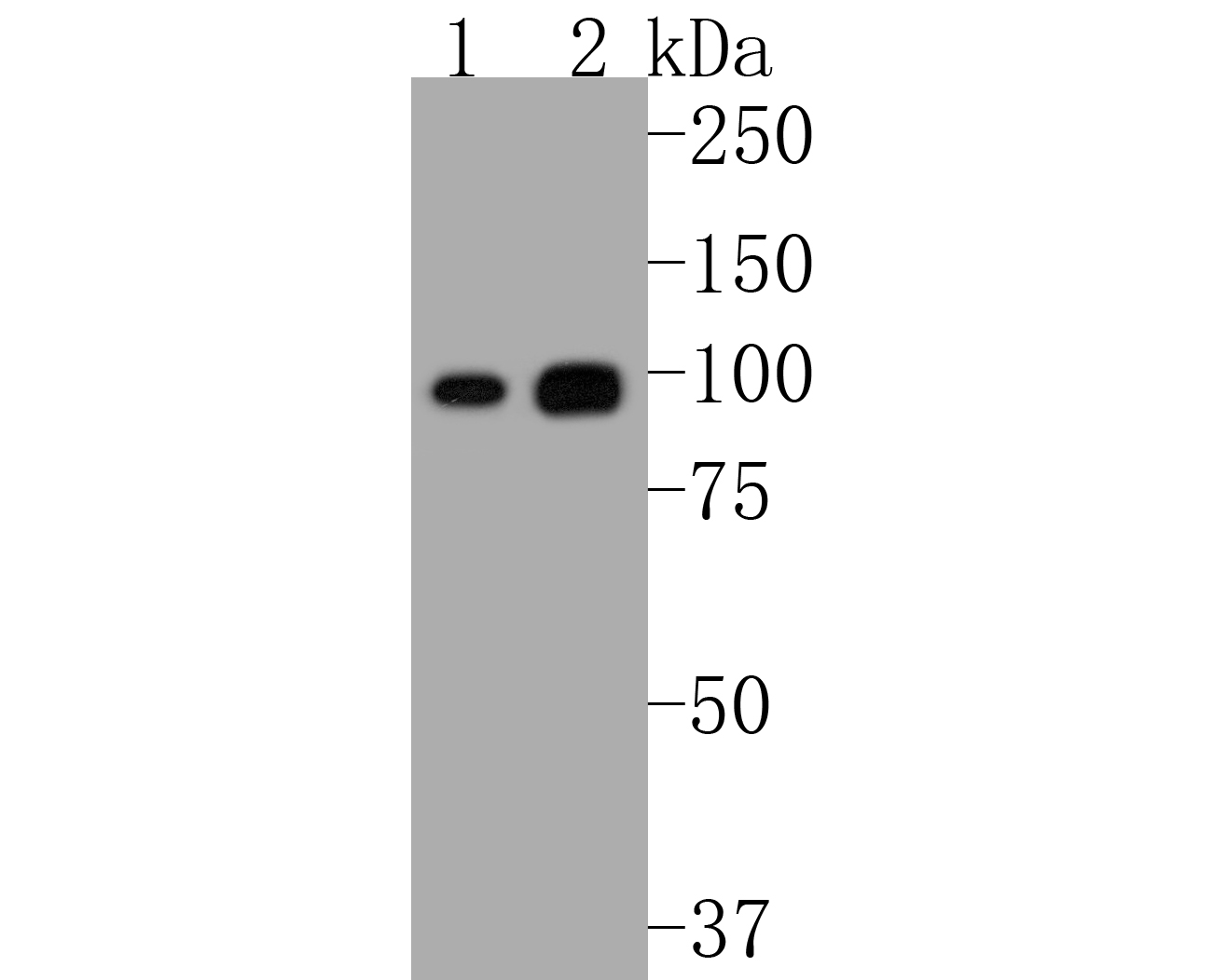 Western blot analysis of Phospho-Nrf2(S40) on different lysates. Proteins were transferred to a PVDF membrane and blocked with 5% BSA in PBS for 1 hour at room temperature. The primary antibody (ET1608-28, 1/500) was used in 5% BSA at room temperature for 2 hours. Goat Anti-Rabbit IgG - HRP Secondary Antibody (HA1001) at 1:200,000 dilution was used for 1 hour at room temperature.<br />
Positive control: <br />
Lane 1: HepG2 cell lysate<br />
Lane 2: Raji cell lysate