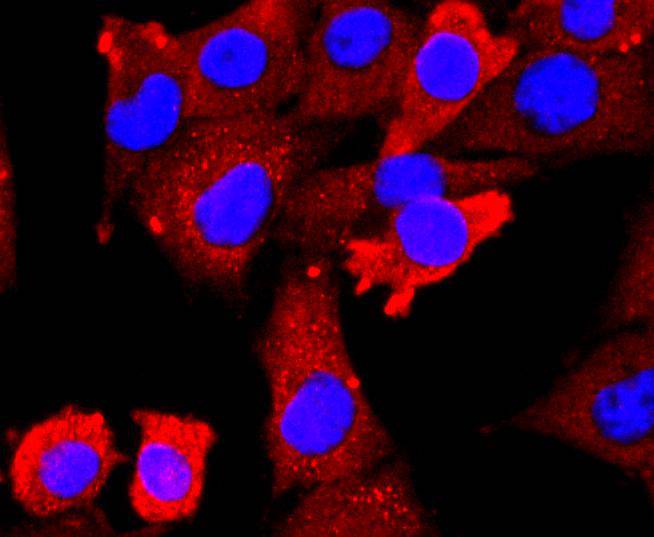 ICC staining VEGF Receptor 2 in PMVEC cells (red). The nuclear counter stain is DAPI (blue). Cells were fixed in paraformaldehyde, permeabilised with 0.25% Triton X100/PBS.