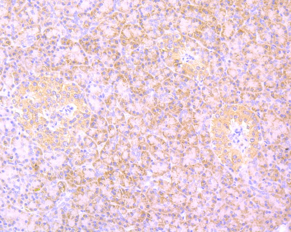 Immunohistochemical analysis of paraffin-embedded mouse fallopian tube tissue using anti-B Raf antibody. The section was pre-treated using heat mediated antigen retrieval with Tris-EDTA buffer (pH 8.0-8.4) for 20 minutes.The tissues were blocked in 5% BSA for 30 minutes at room temperature, washed with ddH2O and PBS, and then probed with the primary antibody (ET1608-36, 1/50) for 30 minutes at room temperature. The detection was performed using an HRP conjugated compact polymer system. DAB was used as the chromogen. Tissues were counterstained with hematoxylin and mounted with DPX.