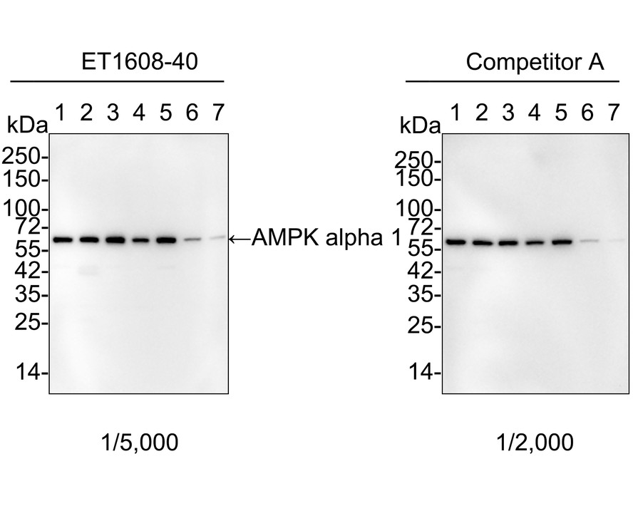 Western blot analysis of AMPK alpha 1 on different lysates with Rabbit anti-AMPK alpha 1 antibody (ET1608-40) at 1/5,000 dilution and competitor's antibody at 1/2,000 dilution.<br />
<br />
Lane 1: HeLa cell lysate<br />
Lane 2: MCF7 cell lysate<br />
Lane 3: K-562 cell lysate<br />
Lane 4: 293T cell lysate<br />
Lane 5: HT-29 cell lysate<br />
Lane 6: L-929 cell lysate<br />
Lane 7: C6 cell lysate<br />
<br />
Lysates/proteins at 20 µg/Lane.<br />
<br />
Predicted band size: 64 kDa<br />
Observed band size: 64 kDa<br />
<br />
Exposure time: 1 minute 10 seconds;<br />
<br />
4-20% SDS-PAGE gel.<br />
<br />
Proteins were transferred to a PVDF membrane and blocked with 5% NFDM/TBST for 1 hour at room temperature. The primary antibody (ET1608-40) at 1/5,000 dilution and competitor's antibody at 1/2,000 dilution were used in 5% NFDM/TBST at 4℃ overnight. Goat Anti-Rabbit IgG - HRP Secondary Antibody (HA1001) at 1/50,000 dilution was used for 1 hour at room temperature.