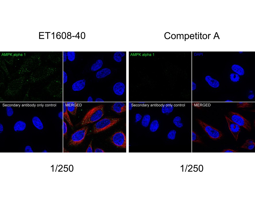 Immunocytochemistry analysis of HeLa cells labeling AMPK alpha 1 with Rabbit anti-AMPK alpha 1 antibody (ET1608-40) at 1/250 dilution and competitor's antibody at 1/250 dilution.<br />
<br />
Cells were fixed in 4% paraformaldehyde for 20 minutes at room temperature, permeabilized with 0.1% Triton X-100 in PBS for 5 minutes at room temperature, then blocked with 1% BSA in 10% negative goat serum for 1 hour at room temperature. Cells were then incubated with Rabbit anti-AMPK alpha 1 antibody (ET1608-40) at 1/250 dilution and competitor's antibody at 1/250 dilution in 1% BSA in PBST overnight at 4 ℃. Goat Anti-Rabbit IgG H&L (iFluor™ 488, HA1121) was used as the secondary antibody at 1/1,000 dilution. PBS instead of the primary antibody was used as the secondary antibody only control. Nuclear DNA was labelled in blue with DAPI.<br />
<br />
Beta tubulin (M1305-2, red) was stained at 1/100 dilution overnight at +4℃. Goat Anti-Mouse IgG H&L (iFluor™ 594, HA1126) was used as the secondary antibody at 1/1,000 dilution.