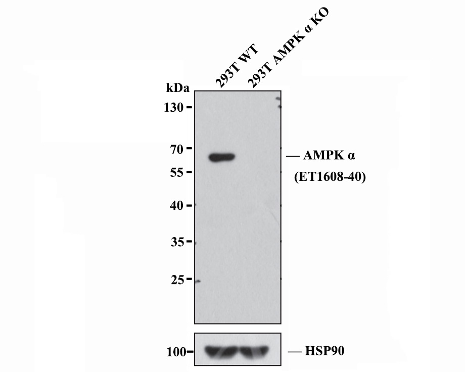All lanes: Western blot analysis of AMPK α with anti-AMPK alpha 1 antibody [SU03-48] (ET1608-40) at 1:3,000 dilution.<br />
Lane 1: Wild-type 293T whole cell lysate (20 µg).<br />
Lane 2: AMPK α knockout 293T whole cell lysate (20 µg).<br />
<br />
ET1608-40 was shown to specifically react with AMPK α in wild-type 293T cells. No band was observed when AMPK α knockout samples were tested. Wild-type and AMPK α knockout samples were subjected to SDS-PAGE. Proteins were transferred to a PVDF membrane and blocked with 5% NFDM in TBST for 1 hour at room temperature. The primary Anti-AMPK alpha 1 antibody (ET1608-40, 1/3,000) and Anti-HSP90 antibody (ET1605-56, 1/10,000) were used in 5% BSA at room temperature for 2 hours. Goat Anti-Rabbit IgG H&L (HRP) Secondary Antibody (HA1001) at 1:200,000 dilution was used for 1 hour at room temperature.