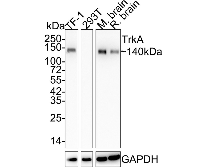 Western blot analysis of TrkA on different lysates. Proteins were transferred to a PVDF membrane and blocked with 5% BSA in PBS for 1 hour at room temperature. The primary antibody (ET1608-44, 1/500) was used in 5% BSA at room temperature for 2 hours. Goat Anti-Rabbit IgG - HRP Secondary Antibody (HA1001) at 1:200,000 dilution was used for 1 hour at room temperature.<br />
Positive control: <br />
Lane 1: Mouse brain tissue lysate<br />
Lane 2: SH-SY5Y cell lysate