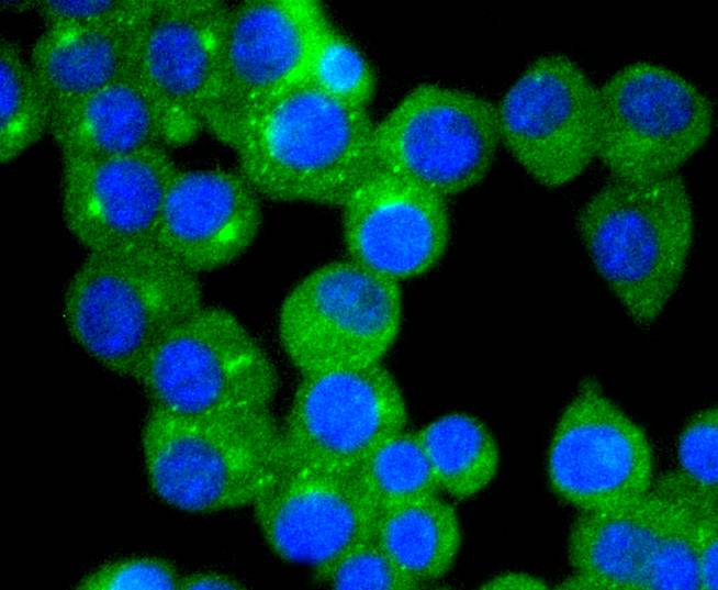 ICC staining of TrkA in Hela cells (green). Formalin fixed cells were permeabilized with 0.1% Triton X-100 in TBS for 10 minutes at room temperature and blocked with 10% negative goat serum for 15 minutes at room temperature. Cells were probed with the primary antibody (ET1608-44, 1/50) for 1 hour at room temperature, washed with PBS. Alexa Fluor®488 conjugate-Goat anti-Rabbit IgG was used as the secondary antibody at 1/1,000 dilution. The nuclear counter stain is DAPI (blue).
