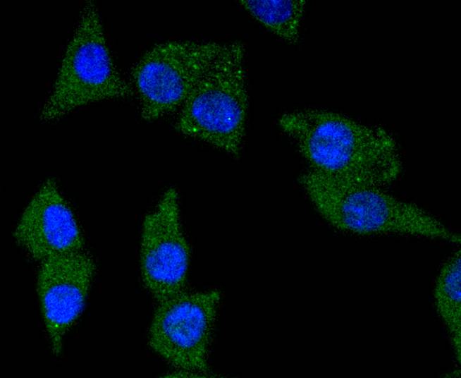 ICC staining of TrkA in N2A cells (green). Formalin fixed cells were permeabilized with 0.1% Triton X-100 in TBS for 10 minutes at room temperature and blocked with 10% negative goat serum for 15 minutes at room temperature. Cells were probed with the primary antibody (ET1608-44, 1/50) for 1 hour at room temperature, washed with PBS. Alexa Fluor®488 conjugate-Goat anti-Rabbit IgG was used as the secondary antibody at 1/1,000 dilution. The nuclear counter stain is DAPI (blue).