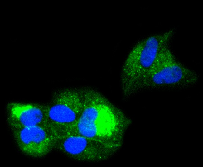 ICC staining of beta 2 Microglobulin in Hela cells (green). Formalin fixed cells were permeabilized with 0.1% Triton X-100 in TBS for 10 minutes at room temperature and blocked with 10% negative goat serum for 15 minutes at room temperature. Cells were probed with the primary antibody (ET1608-45, 1/50) for 1 hour at room temperature, washed with PBS. Alexa Fluor®488 conjugate-Goat anti-Rabbit IgG was used as the secondary antibody at 1/1,000 dilution. The nuclear counter stain is DAPI (blue).