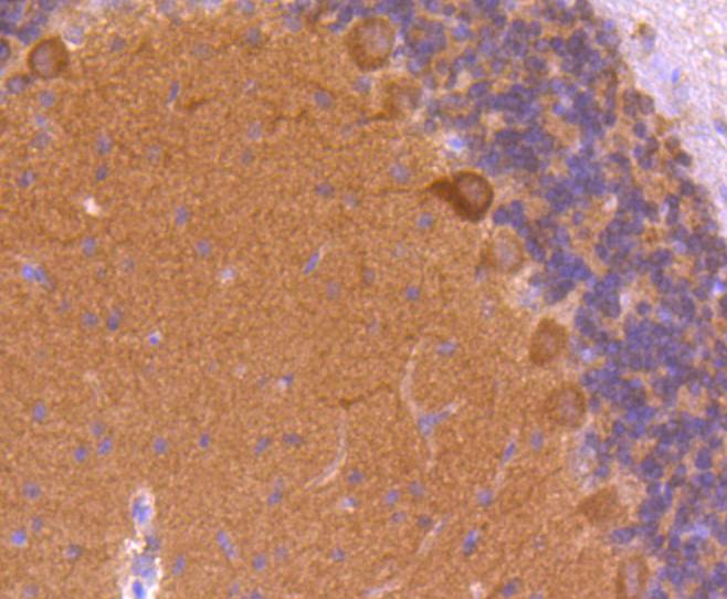 Immunohistochemical analysis of paraffin-embedded rat cerebellum tissue using anti-CaMKⅡ antibody. The section was pre-treated using heat mediated antigen retrieval with Tris-EDTA buffer (pH 8.0-8.4) for 20 minutes.The tissues were blocked in 5% BSA for 30 minutes at room temperature, washed with ddH2O and PBS, and then probed with the primary antibody (ET1608-47, 1/50) for 30 minutes at room temperature. The detection was performed using an HRP conjugated compact polymer system. DAB was used as the chromogen. Tissues were counterstained with hematoxylin and mounted with DPX.