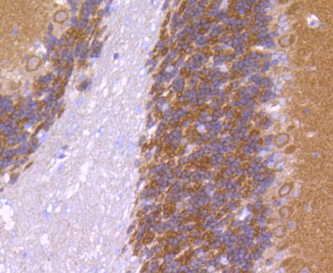 Immunohistochemical analysis of paraffin-embedded mouse cerebellum tissue using anti-CaMKⅡ antibody. The section was pre-treated using heat mediated antigen retrieval with Tris-EDTA buffer (pH 8.0-8.4) for 20 minutes.The tissues were blocked in 5% BSA for 30 minutes at room temperature, washed with ddH2O and PBS, and then probed with the primary antibody (ET1608-47, 1/50) for 30 minutes at room temperature. The detection was performed using an HRP conjugated compact polymer system. DAB was used as the chromogen. Tissues were counterstained with hematoxylin and mounted with DPX.