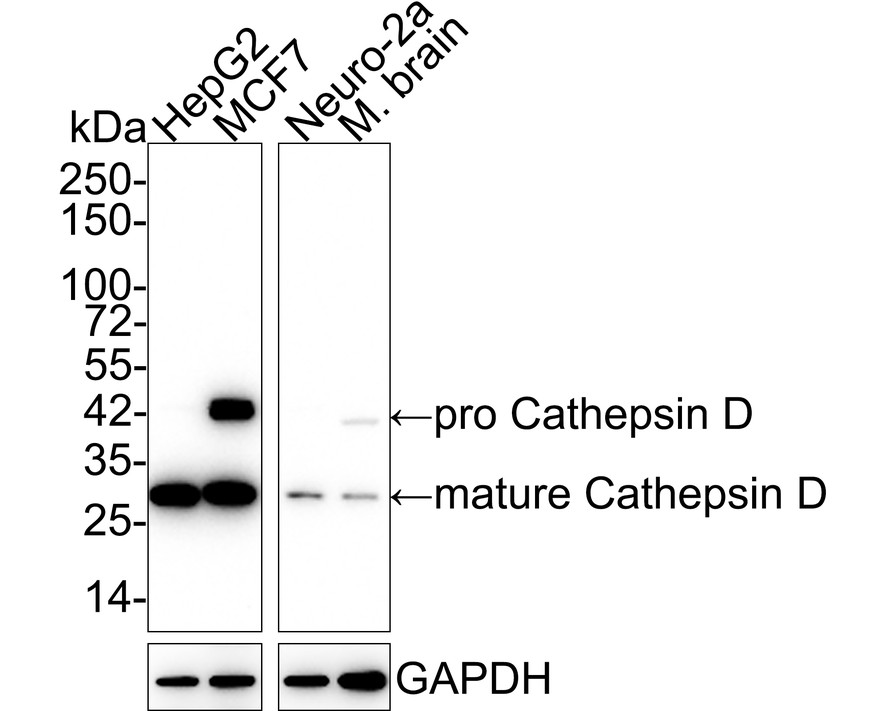 Western blot analysis of Cathepsin D on different lysates with Rabbit anti-Cathepsin D antibody (ET1608-49) at 1/2,000 dilution.<br />
<br />
Lane 1: HepG2 cell lysate (15 µg/Lane)<br />
Lane 2: MCF7 cell lysate (15 µg/Lane)<br />
Lane 3: Neuro-2a cell lysate (15 µg/Lane)<br />
Lane 4: Mouse brain tissue lysate (20 µg/Lane)<br />
<br />
Predicted band size: 45/28 kDa<br />
Observed band size: 45/28 kDa<br />
<br />
Exposure time: 3 minutes;<br />
<br />
4-20% SDS-PAGE gel.<br />
<br />
Proteins were transferred to a PVDF membrane and blocked with 5% NFDM/TBST for 1 hour at room temperature. The primary antibody (ET1608-49) at 1/2,000 dilution was used in 5% NFDM/TBST at 4℃ overnight. Goat Anti-Rabbit IgG - HRP Secondary Antibody (HA1001) at 1/50,000 dilution was used for 1 hour at room temperature.