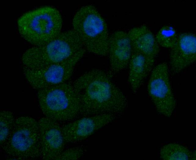 ICC staining of Cathepsin D in AGS cells (green). Formalin fixed cells were permeabilized with 0.1% Triton X-100 in TBS for 10 minutes at room temperature and blocked with 1% Blocker BSA for 15 minutes at room temperature. Cells were probed with the primary antibody (ET1608-49, 1/50) for 1 hour at room temperature, washed with PBS. Alexa Fluor®488 Goat anti-Rabbit IgG was used as the secondary antibody at 1/1,000 dilution. The nuclear counter stain is DAPI (blue).