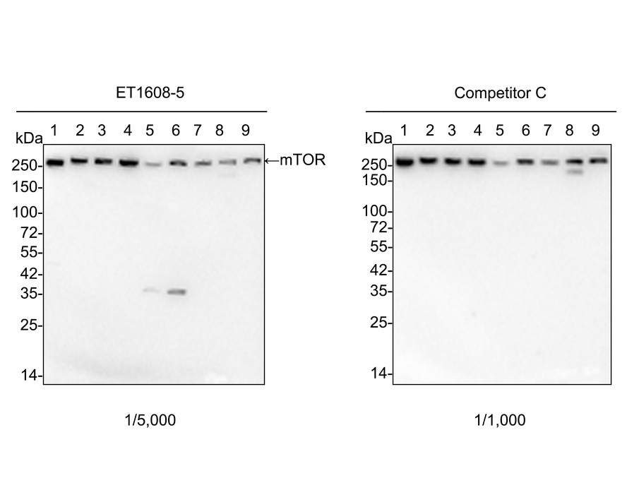 Western blot analysis of mTOR on different lysates. Proteins were transferred to a PVDF membrane and blocked with 5% BSA in PBS for 1 hour at room temperature. The primary antibody (ET1608-5, 1/500) was used in 5% BSA at room temperature for 2 hours. Goat Anti-Rabbit IgG - HRP Secondary Antibody (HA1001) at 1:5,000 dilution was used for 1 hour at room temperature.
Positive control: 
Lane 1: mouse testis tissue lysate
Lane 2: SiHa cell lysate