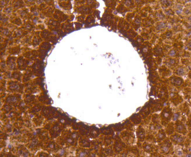 Immunohistochemical analysis of paraffin-embedded mouse testis tissue using anti-Lactate Dehydrogenase antibody. The section was pre-treated using heat mediated antigen retrieval with Tris-EDTA buffer (pH 9.0) for 20 minutes.The tissues were blocked in 5% BSA for 30 minutes at room temperature, washed with ddH2O and PBS, and then probed with the primary antibody (ET1608-57, 1/50) for 30 minutes at room temperature. The detection was performed using an HRP conjugated compact polymer system. DAB was used as the chromogen. Tissues were counterstained with hematoxylin and mounted with DPX.