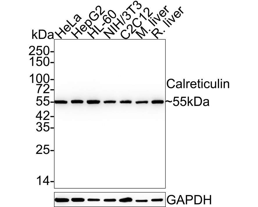 Western blot analysis of Calreticulin on different lysates with Rabbit anti-Calreticulin antibody (ET1608-60) at 1/5,000 dilution.<br />
<br />
Lane 1: HeLa cell lysate<br />
Lane 2: HepG2 cell lysate<br />
Lane 3: HL-60 cell lysate<br />
Lane 4: NIH/3T3 cell lysate<br />
Lane 5: C2C12 cell lysate<br />
Lane 6: Mouse liver tissue lysate<br />
Lane 7: Rat liver tissue lysate<br />
<br />
Lysates/proteins at 20 µg/Lane.<br />
<br />
Predicted band size: 48 kDa<br />
Observed band size: 55 kDa<br />
<br />
Exposure time: 20 seconds;<br />
<br />
4-20% SDS-PAGE gel.<br />
<br />
Proteins were transferred to a PVDF membrane and blocked with 5% NFDM/TBST for 1 hour at room temperature. The primary antibody (ET1608-60) at 1/5,000 dilution was used in 5% NFDM/TBST at 4℃ overnight. Goat Anti-Rabbit IgG - HRP Secondary Antibody (HA1001) at 1:50,000 dilution was used for 1 hour at room temperature.