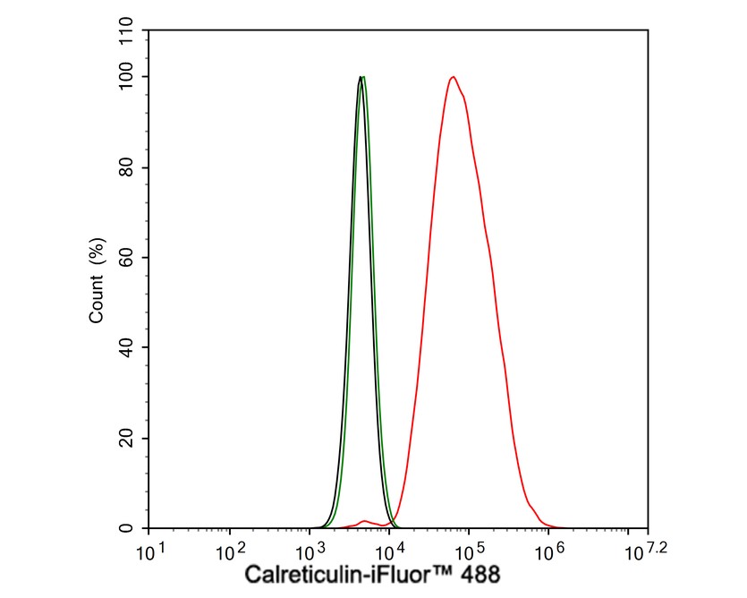 Flow cytometric analysis of HeLa cells labeling Calreticulin.<br />
<br />
Cells were fixed and permeabilized. Then stained with the primary antibody (ET1608-60, 1/2,000) (red) compared with Rabbit IgG Isotype Control (green). After incubation of the primary antibody at +4℃ for an hour, the cells were stained with a iFluor™ 488 conjugate-Goat anti-Rabbit IgG Secondary antibody (HA1121) at 1/1,000 dilution for 30 minutes at +4℃. Unlabelled sample was used as a control (cells without incubation with primary antibody; black).