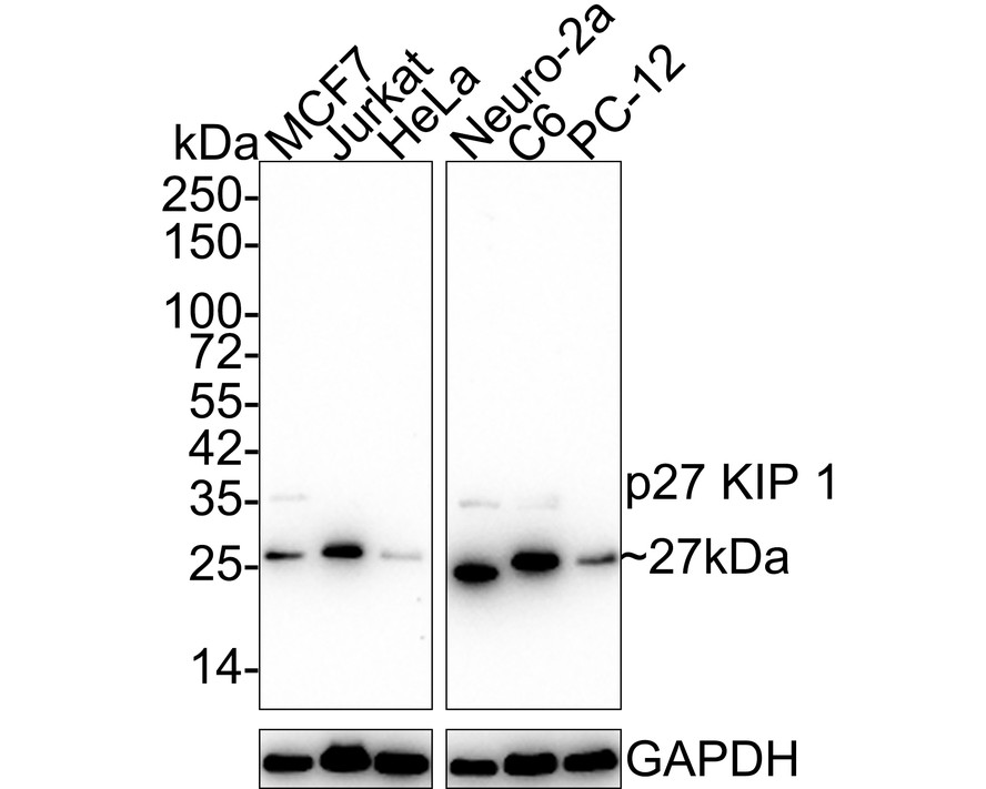 Western blot analysis of p27 KIP 1 on different lysates with Rabbit anti-p27 KIP 1 antibody (ET1608-61) at 1/2,000 dilution.<br />
<br />
Lane 1: MCF7 cell lysate<br />
Lane 2: Jurkat cell lysate<br />
Lane 3: HeLa cell lysate<br />
Lane 4: Neuro-2a cell lysate<br />
Lane 5: C6 cell lysate<br />
Lane 6: PC-12 cell lysate<br />
<br />
Lysates/proteins at 20 µg/Lane.<br />
<br />
Predicted band size: 22 kDa<br />
Observed band size: 27 kDa<br />
<br />
Exposure time: 3 minutes 10 seconds;<br />
<br />
4-20% SDS-PAGE gel.<br />
<br />
Proteins were transferred to a PVDF membrane and blocked with 5% NFDM/TBST for 1 hour at room temperature. The primary antibody (ET1608-61) at 1/2,000 dilution was used in 5% NFDM/TBST at 4℃ overnight. Goat Anti-Rabbit IgG - HRP Secondary Antibody (HA1001) at 1:50,000 dilution was used for 1 hour at room temperature.