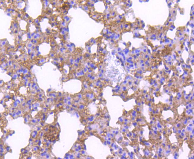 Immunohistochemical analysis of paraffin-embedded mouse lung tissue using anti-p27 KIP 1 antibody. The section was pre-treated using heat mediated antigen retrieval with sodium citrate buffer (pH 6.0) for 20 minutes. The tissues were blocked in 5% BSA for 30 minutes at room temperature, washed with ddH2O and PBS, and then probed with the primary antibody (ET1608-61, 1/50)  for 30 minutes at room temperature. The detection was performed using an HRP conjugated compact polymer system. DAB was used as the chromogen. Tissues were counterstained with hematoxylin and mounted with DPX.