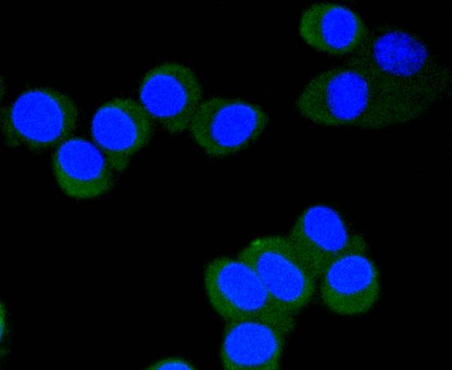 ICC staining of Phospho-eIF4E (S209) in N2A cells (green). Formalin fixed cells were permeabilized with 0.1% Triton X-100 in TBS for 10 minutes at room temperature and blocked with 1% Blocker BSA for 15 minutes at room temperature. Cells were probed with the primary antibody (ET1608-66, 1/50) for 1 hour at room temperature, washed with PBS. Alexa Fluor®488 Goat anti-Rabbit IgG was used as the secondary antibody at 1/1,000 dilution. The nuclear counter stain is DAPI (blue).