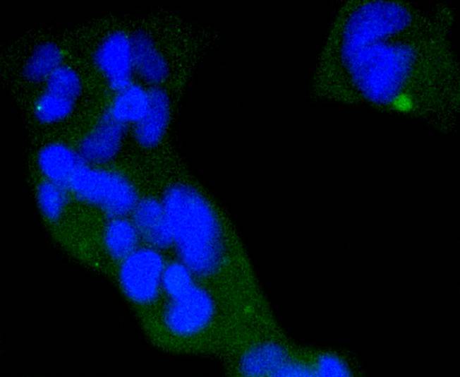 ICC staining of Phospho-eIF4E (S209) in 293 cells (green). Formalin fixed cells were permeabilized with 0.1% Triton X-100 in TBS for 10 minutes at room temperature and blocked with 1% Blocker BSA for 15 minutes at room temperature. Cells were probed with the primary antibody (ET1608-66, 1/50) for 1 hour at room temperature, washed with PBS. Alexa Fluor®488 Goat anti-Rabbit IgG was used as the secondary antibody at 1/1,000 dilution. The nuclear counter stain is DAPI (blue).