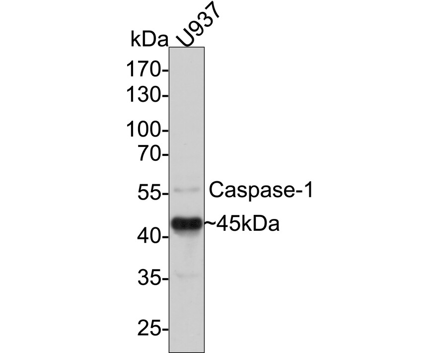 Western blot analysis of Caspase-1 on U937 cell lysates with Rabbit anti-Caspase-1 antibody (ET1608-69) at 1/1,000 dilution.<br />
<br />
Lysates/proteins at 10 µg/Lane.<br />
<br />
Predicted band size: 45 kDa<br />
Observed band size: 45 kDa<br />
<br />
Exposure time: 1 minute;<br />
<br />
10% SDS-PAGE gel.<br />
<br />
Proteins were transferred to a PVDF membrane and blocked with 5% NFDM/TBST for 1 hour at room temperature. The primary antibody (ET1608-69) at 1/1,000 dilution was used in 5% NFDM/TBST at room temperature for 2 hours. Goat Anti-Rabbit IgG - HRP Secondary Antibody (HA1001) at 1:300,000 dilution was used for 1 hour at room temperature.