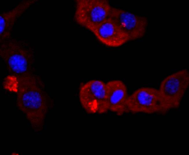 ICC staining of PI 3 Kinase p85 alpha in NIH/3T3 cells (red). Formalin fixed cells were permeabilized with 0.1% Triton X-100 in TBS for 10 minutes at room temperature and blocked with 1% Blocker BSA for 15 minutes at room temperature. Cells were probed with the primary antibody (ET1608-70, 1/50) for 1 hour at room temperature, washed with PBS. Alexa Fluor®594 Goat anti-Rabbit IgG was used as the secondary antibody at 1/1,000 dilution. The nuclear counter stain is DAPI (blue).