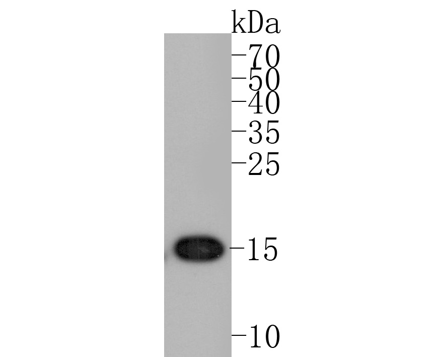 Western blot analysis of Histone H3(acetyl K56) on HepG2 cell lysates. Proteins were transferred to a PVDF membrane and blocked with 5% BSA in PBS for 1 hour at room temperature. The primary antibody (ET1608-9, 1/500) was used in 5% BSA at room temperature for 2 hours. Goat Anti-Rabbit IgG - HRP Secondary Antibody (HA1001) at 1:200,000 dilution was used for 1 hour at room temperature.