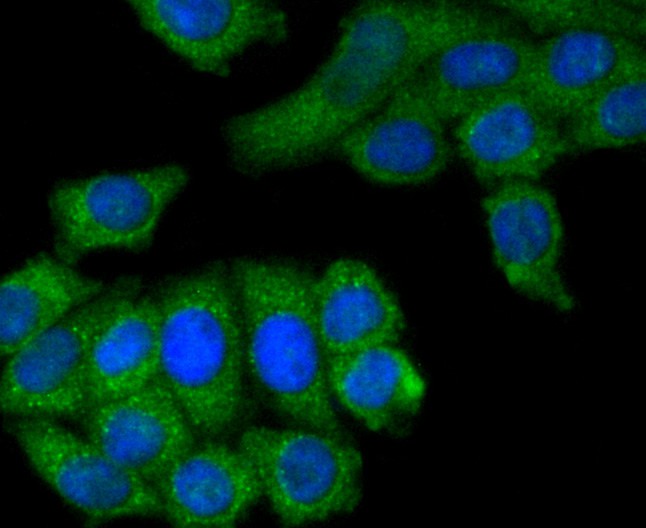 ICC staining of MCSF in HepG2 cells (green). Formalin fixed cells were permeabilized with 0.1% Triton X-100 in TBS for 10 minutes at room temperature and blocked with 1% Blocker BSA for 15 minutes at room temperature. Cells were probed with the primary antibody (ET1609-1, 1/50) for 1 hour at room temperature, washed with PBS. Alexa Fluor®488 Goat anti-Rabbit IgG was used as the secondary antibody at 1/1,000 dilution. The nuclear counter stain is DAPI (blue).