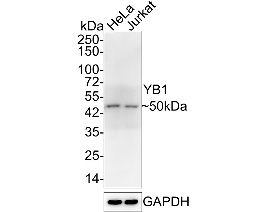 Western blot analysis of YB1 on different lysates using anti-YB1 antibody at 1/1,000 dilution.<br />
Positive control:   <br />
Lane 1: Hela cell lysate           <br />
Lane 2: Jurkat cell lysate