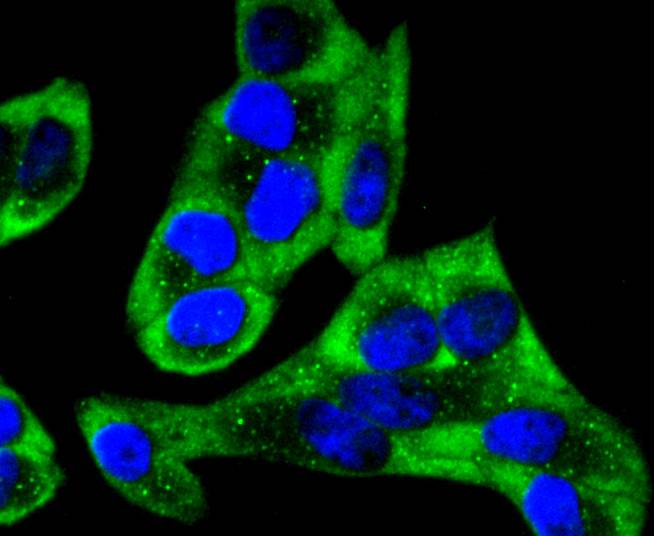 ICC staining YB1(1/200) in Hela cells (green). The nuclear counter stain is DAPI (blue). Cells were fixed in paraformaldehyde, permeabilised with 0.25% Triton X100/PBS.