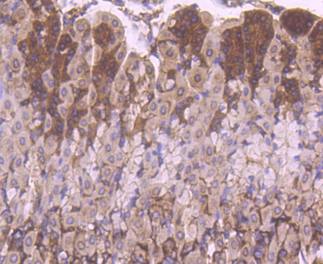 Immunohistochemical analysis of paraffin-embedded mouse stomach tissue using anti-YB1 antibody at 1/200. Counter stained with hematoxylin.
