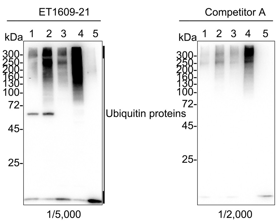 Western blot analysis of Ubiquitin on different lysates with Rabbit anti-Ubiquitin antibody (ET1609-21) at 1/5,000 dilution and competitor's antibody at 1/2,000 dilution.<br />
<br />
Lane 1: HeLa cell lysate<br />
Lane 2: HeLa treated with 10μM MG-132 for 6 hours cell lysate<br />
Lane 3: NIH/3T3 cell lysate<br />
Lane 4: NIH/3T3 treated with 10μM MG-132 for 8 hours cell lysate<br />
Lane 5: PC-12 cell lysate<br />
<br />
Lysates/proteins at 20 µg/Lane.<br />
<br />
Exposure time: 1 minute 34 seconds;<br />
<br />
4-20% SDS-PAGE gel.<br />
<br />
Proteins were transferred to a PVDF membrane and blocked with 5% NFDM/TBST for 1 hour at room temperature. The primary antibody (ET1609-21) at 1/5,000 dilution and competitor's antibody at 1/2,000 dilution were used in 5% NFDM/TBST at 4℃ overnight. Goat Anti-Rabbit IgG - HRP Secondary Antibody (HA1001) at 1/50,000 dilution was used for 1 hour at room temperature.