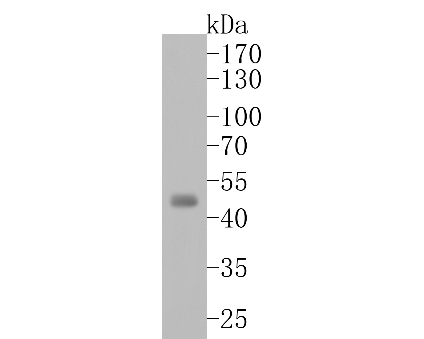 Western blot analysis of Aurora A on K562 cell lysates. Proteins were transferred to a PVDF membrane and blocked with 5% BSA in PBS for 1 hour at room temperature. The primary antibody (ET1609-22, 1/500) was used in 5% BSA at room temperature for 2 hours. Goat Anti-Rabbit IgG - HRP Secondary Antibody (HA1001) at 1:40,000 dilution was used for 1 hour at room temperature.