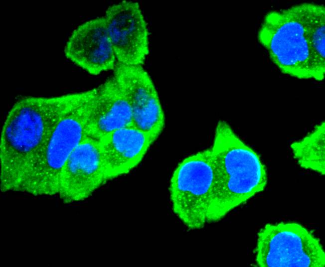ICC staining of Aurora A in Hela cells (green). Formalin fixed cells were permeabilized with 0.1% Triton X-100 in TBS for 10 minutes at room temperature and blocked with 1% Blocker BSA for 15 minutes at room temperature. Cells were probed with the primary antibody (ET1609-22, 1/50) for 1 hour at room temperature, washed with PBS. Alexa Fluor®488 Goat anti-Rabbit IgG was used as the secondary antibody at 1/1,000 dilution. The nuclear counter stain is DAPI (blue).