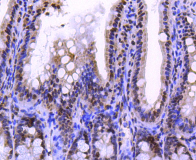 Immunohistochemical analysis of paraffin-embedded mouse colon tissue using anti-Histone H2A.Z antibody. The section was pre-treated using heat mediated antigen retrieval with Tris-EDTA buffer (pH 8.0-8.4) for 20 minutes.The tissues were blocked in 5% BSA for 30 minutes at room temperature, washed with ddH2O and PBS, and then probed with the primary antibody (ET1609-23, 1/50) for 30 minutes at room temperature. The detection was performed using an HRP conjugated compact polymer system. DAB was used as the chromogen. Tissues were counterstained with hematoxylin and mounted with DPX.