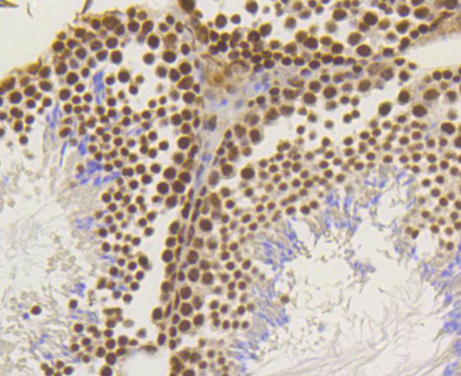 Immunohistochemical analysis of paraffin-embedded mouse testis tissue using anti-ASH2L antibody at 1/200 dilution. Counter stained with hematoxylin.