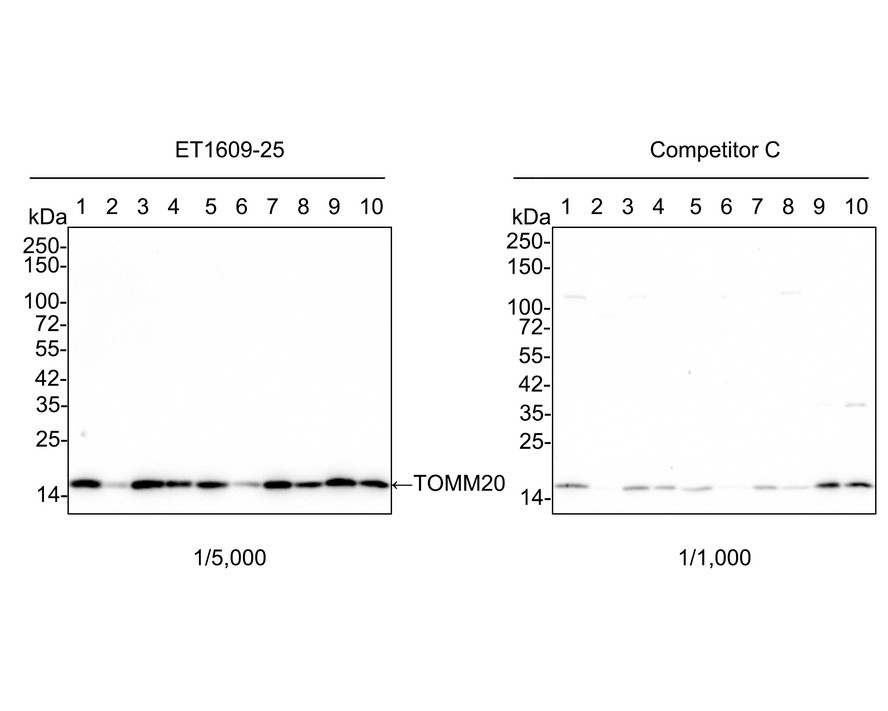 Western blot analysis of TOMM20 on different lysates with Rabbit anti-TOMM20 antibody (ET1609-25) at 1/5,000 dilution and competitor's antibody at 1/1,000 dilution.<br />
<br />
Lane 1: HeLa cell lysate (15 µg/Lane)<br />
Lane 2: Saos-2 cell lysate (15 µg/Lane)<br />
Lane 3: HepG2 cell lysate (15 µg/Lane)<br />
Lane 4: A549 cell lysate (15 µg/Lane)<br />
Lane 5: NIH/3T3 cell lysate (15 µg/Lane)<br />
Lane 6: C2C12 cell lysate (15 µg/Lane)<br />
Lane 7: C6 cell lysate (15 µg/Lane)<br />
Lane 8: PC-12 cell lysate (15 µg/Lane)<br />
Lane 9: Mouse brain tissue lysate (30 µg/Lane)<br />
Lane 10: Rat brain tissue lysate (30 µg/Lane)<br />
<br />
Predicted band size: 16 kDa<br />
Observed band size: 16 kDa<br />
<br />
Exposure time: 3 minutes;<br />
<br />
4-20% SDS-PAGE gel.<br />
<br />
Proteins were transferred to a PVDF membrane and blocked with 5% NFDM/TBST for 1 hour at room temperature. The primary antibody (ET1609-25) at 1/5,000 dilution and competitor's antibody at 1/1,000 dilution were used in 5% NFDM/TBST at 4℃ overnight. Goat Anti-Rabbit IgG - HRP Secondary Antibody (HA1001) at 1:50,000 dilution was used for 1 hour at room temperature.
