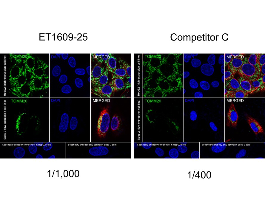 Immunocytochemistry analysis of HepG2 (high) and Saos-2 (low) labeling TOMM20 with Rabbit anti-TOMM20 antibody (ET1609-25) at 1/1,000 dilution and competitor's antibody at 1/400 dilution.<br />
<br />
Cells were fixed in 4% paraformaldehyde for 20 minutes at room temperature, permeabilized with 0.1% Triton X-100 in PBS for 5 minutes at room temperature, then blocked with 1% BSA in 10% negative goat serum for 1 hour at room temperature. Cells were then incubated with Rabbit anti-TOMM20 antibody (ET1609-25) at 1/1,000 dilution and competitor's antibody at 1/400 dilution in 1% BSA in PBST overnight at 4 ℃. Goat Anti-Rabbit IgG H&L (iFluor™ 488, HA1121) was used as the secondary antibody at 1/1,000 dilution. PBS instead of the primary antibody was used as the secondary antibody only control. Nuclear DNA was labelled in blue with DAPI.<br />
<br />
Beta tubulin (M1305-2, red) was stained at 1/100 dilution overnight at +4℃. Goat Anti-Mouse IgG H&L (iFluor™ 594, HA1126) was used as the secondary antibody at 1/1,000 dilution.