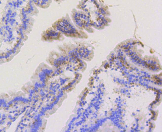 Immunohistochemical analysis of paraffin-embedded mouse small intestine tissue using anti-TOMM20 antibody. The section was pre-treated using heat mediated antigen retrieval with Tris-EDTA buffer (pH 8.0-8.4) for 20 minutes.The tissues were blocked in 5% BSA for 30 minutes at room temperature, washed with ddH2O and PBS, and then probed with the primary antibody (ET1609-25, 1/50) for 30 minutes at room temperature. The detection was performed using an HRP conjugated compact polymer system. DAB was used as the chromogen. Tissues were counterstained with hematoxylin and mounted with DPX.