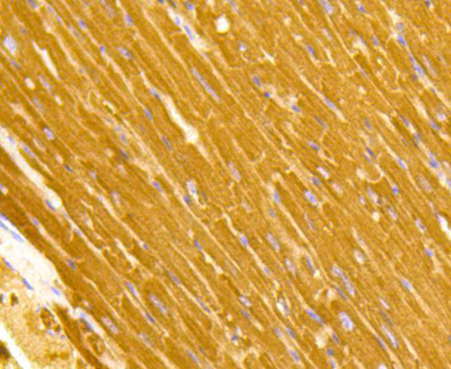 Immunohistochemical analysis of paraffin-embedded mouse heart tissue using anti-TOMM20 antibody. The section was pre-treated using heat mediated antigen retrieval with Tris-EDTA buffer (pH 8.0-8.4) for 20 minutes.The tissues were blocked in 5% BSA for 30 minutes at room temperature, washed with ddH2O and PBS, and then probed with the primary antibody (ET1609-25, 1/50) for 30 minutes at room temperature. The detection was performed using an HRP conjugated compact polymer system. DAB was used as the chromogen. Tissues were counterstained with hematoxylin and mounted with DPX.