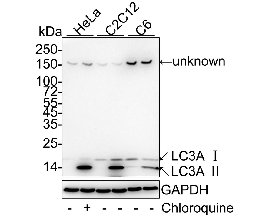 Western blot analysis of MAP1LC3A on different lysates with Rabbit anti-MAP1LC3A antibody (ET1609-26) at 1/1,000 dilution.<br />
<br />
Lane 1: HeLa cell lysate<br />
Lane 2: HeLa treated with 50μM Chloroquine for 18 hours cell lysate<br />
Lane 3: C2C12 cell lysate<br />
Lane 4: C2C12 treated with 50μM Chloroquine for 18 hours cell lysate<br />
Lane 5: C6 cell lysate<br />
Lane 6: C6 treated with 50μM Chloroquine for 18 hours cell lysate<br />
<br />
Lysates/proteins at 20 µg/Lane.<br />
<br />
Predicted band size: 14 kDa<br />
Observed band size: 14/16 kDa<br />
<br />
Exposure time: 3 minutes;<br />
<br />
4-20% SDS-PAGE gel.<br />
<br />
Proteins were transferred to a PVDF membrane and blocked with 5% NFDM/TBST for 1 hour at room temperature. The primary antibody (ET1609-26) at 1/1,000 dilution was used in 5% NFDM/TBST at 4℃ overnight. Goat Anti-Rabbit IgG - HRP Secondary Antibody (HA1001) at 1/50,000 dilution was used for 1 hour at room temperature.